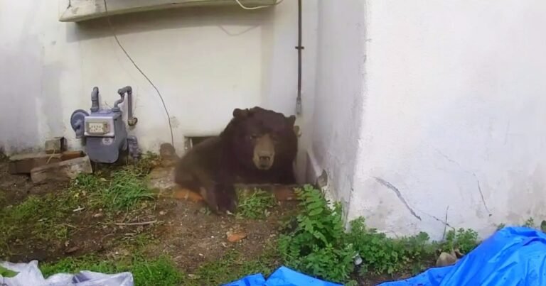 Un oso de 225 kilos vivió debajo de su casa 37 días: el calvario del dueño que intentó todo y cómo lograron que se fuera
