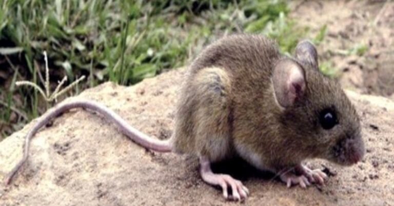 Qué significa la frase de la vieja fábula: “La inocencia de un ratón puede mover un elefante”