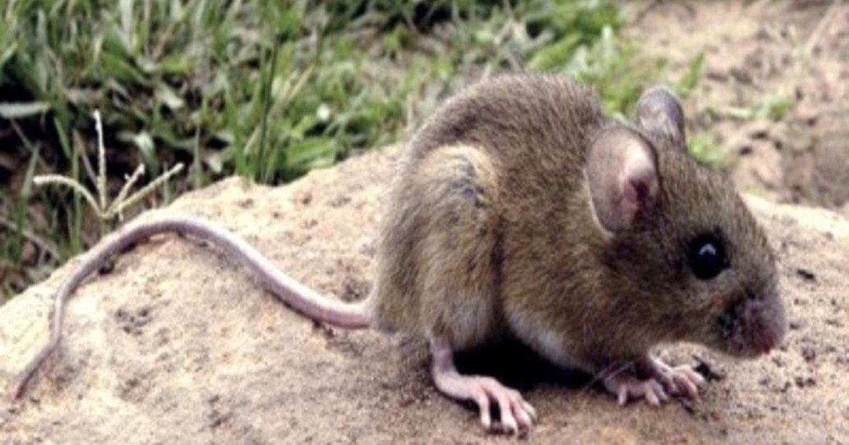 Qué significa la frase de la vieja fábula: “La inocencia de un ratón puede mover un elefante”