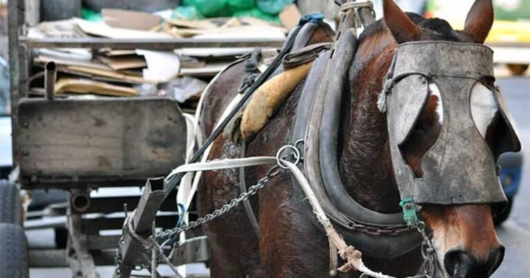 Caballos en peligro: tolerancia cero para la tracción a sangre en un municipio bonaerense
