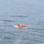 Un hombre fue rescatado tras pasar 17 horas a la deriva en el mar: se aferró a la puerta de una heladera para sobrevivir