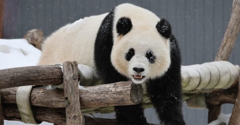 Dos pandas gigantes fueron captados jugando en el zoológico más grande de EE.UU.: el video más tierno que dejó la tormenta invernal Fern