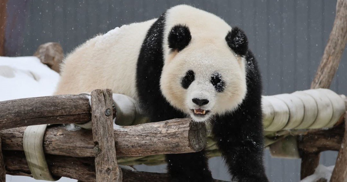 Dos pandas gigantes fueron captados jugando en el zoológico más grande de EE.UU.: el video más tierno que dejó la tormenta invernal Fern