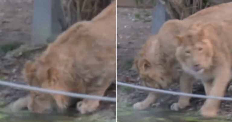 El asombro de dos leones al conocer el hielo por primera vez