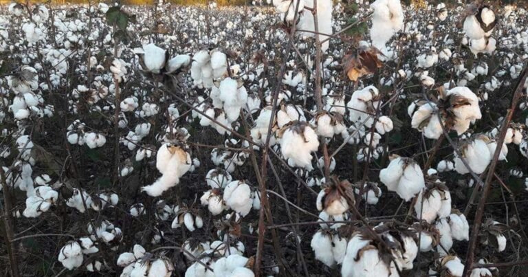 La agroindustria algodonera-textil calcula y reduce su huella de carbono