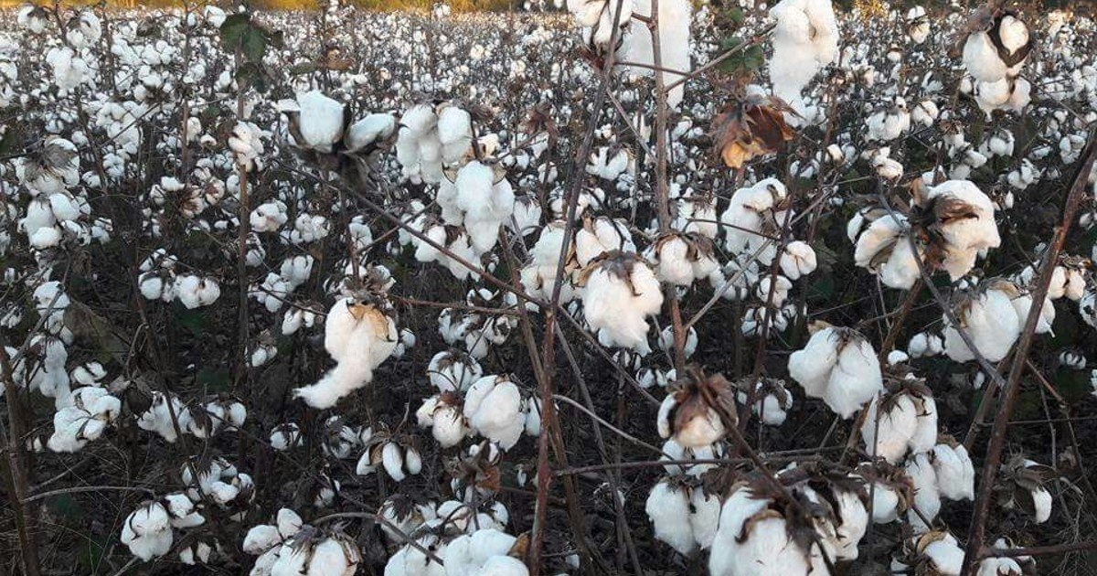 La agroindustria algodonera-textil calcula y reduce su huella de carbono