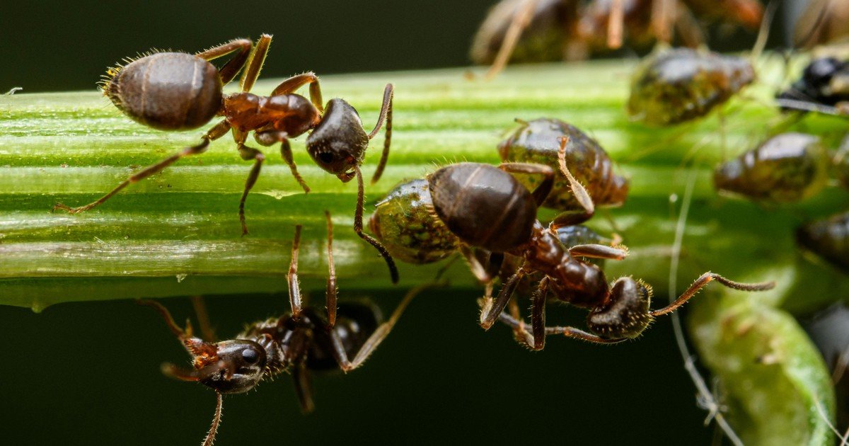 El truco casero con agua hirviendo que elimina hormigueros del jardín en segundos