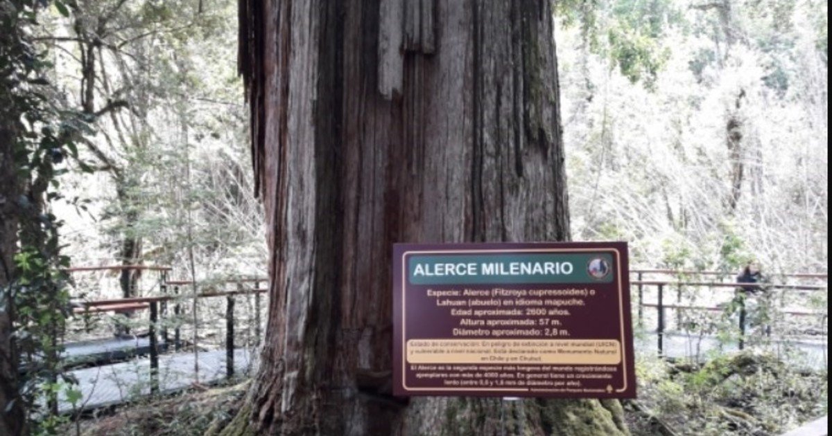 El "Abuelo", el árbol argentino de 2600 años que sigue en pie