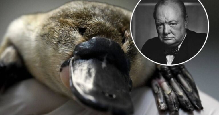 Churchill y la extraña muerte de Winston