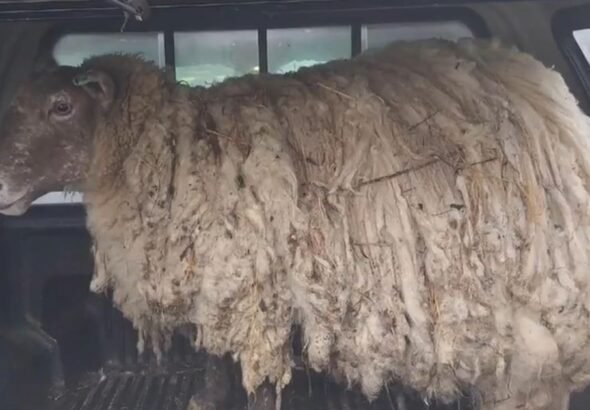 El nuevo destino de Fiona, "la oveja más solitaria del mundo": fue mamá de gemelos y su historia cautiva en las redes