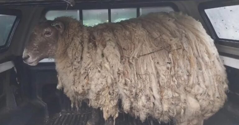 El nuevo destino de Fiona, "la oveja más solitaria del mundo": fue mamá de gemelos y su historia cautiva en las redes
