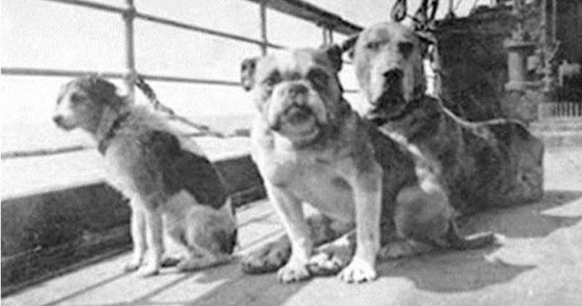La increíble historia de los perros que viajaban en el Titanic con sus dueños