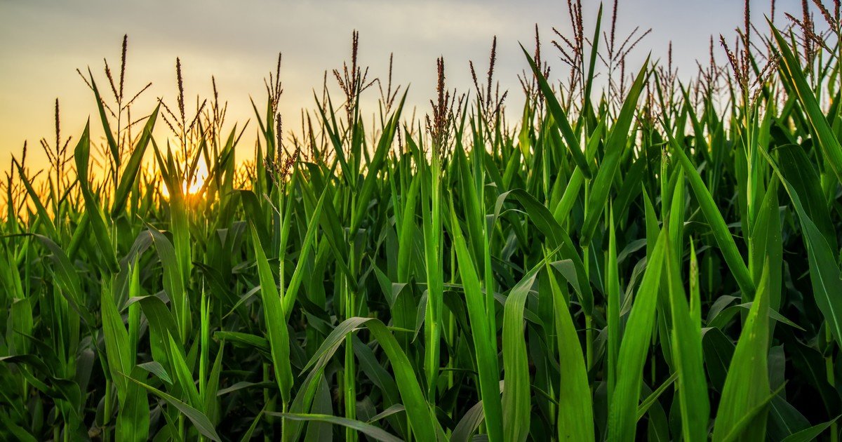 Se despeja el horizonte hacia una cosecha récord