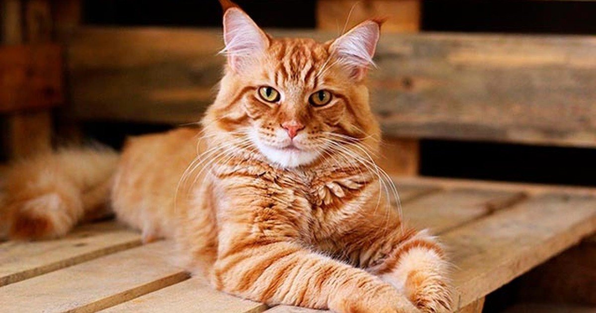 Gatos que viven en departamentos presentan más exposición a un químico común en el hogar