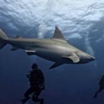 Hallazgo sin precedentes: investigadores descubrieron fósiles de tiburón de hace 326 millones de años perfectamente preservados en EE.UU.