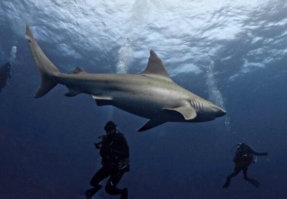 Hallazgo sin precedentes: investigadores descubrieron fósiles de tiburón de hace 326 millones de años perfectamente preservados en EE.UU.