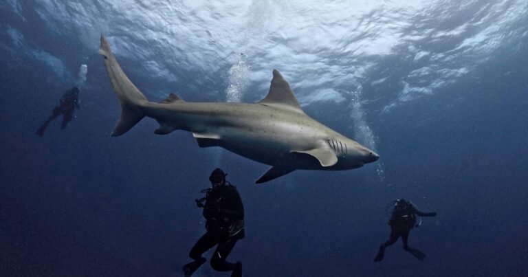 Hallazgo sin precedentes: investigadores descubrieron fósiles de tiburón de hace 326 millones de años perfectamente preservados en EE.UU.