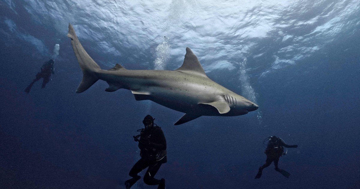 Hallazgo sin precedentes: investigadores descubrieron fósiles de tiburón de hace 326 millones de años perfectamente preservados en EE.UU.