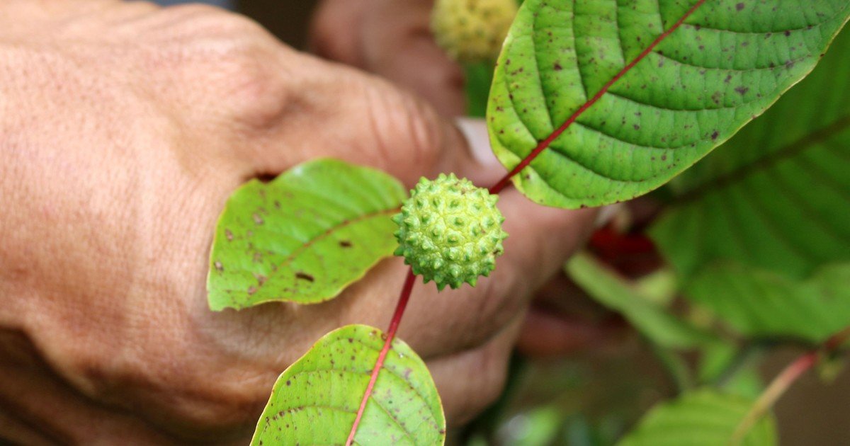 Buenas noticias para Nuevo México: el estado prohibió el kratom en alimentos y bebidas