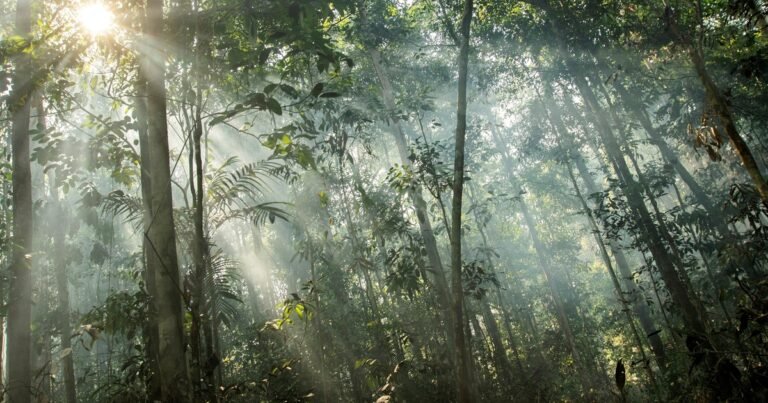 Un hallazgo desconcertó a los científicos: por qué algunos árboles aguantan sequías que deberían matarlos