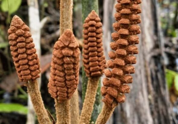 Descubren en el Amazonas una planta de la época de los dinosaurios