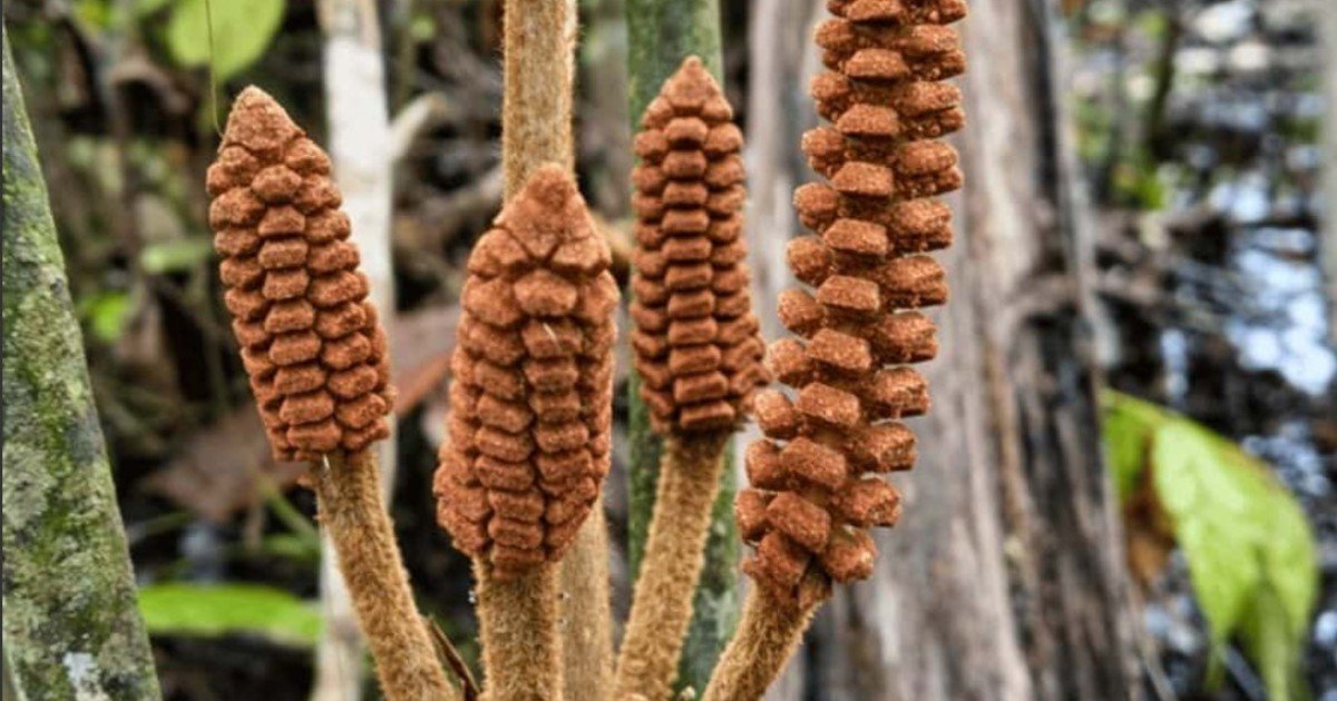 Descubren en el Amazonas una planta de la época de los dinosaurios