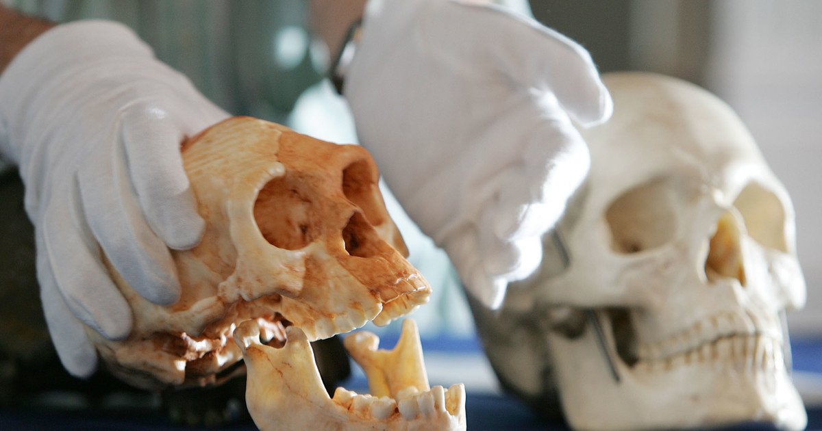 Confirman que los humanos extinguieron a los “hobbits” y el hallazgo cambia lo que se sabía de la prehistoria