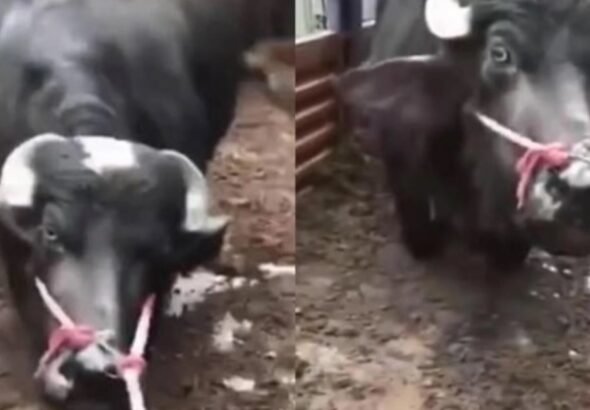 Una vaca embarazada llevada al matadero se arrodilló llorando y salvó su vida