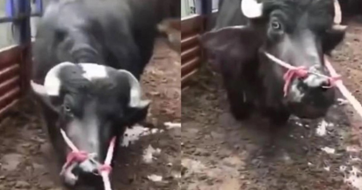 Una vaca embarazada llevada al matadero se arrodilló llorando y salvó su vida
