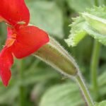 Descubren cómo logró sobrevivir la flor de mono escarlata a la sequía más extrema de California en los últimos 10.000 años