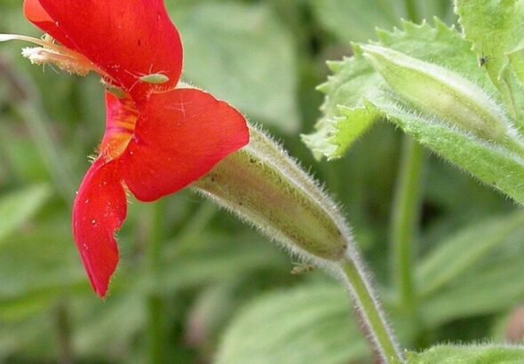 Descubren cómo logró sobrevivir la flor de mono escarlata a la sequía más extrema de California en los últimos 10.000 años