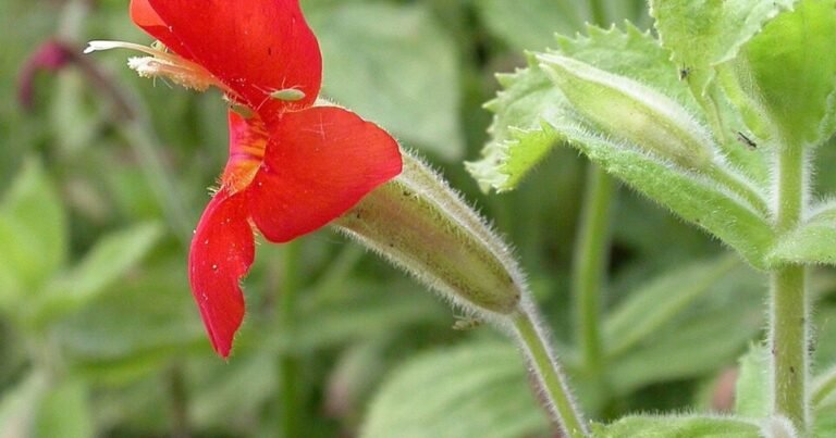 Descubren cómo logró sobrevivir la flor de mono escarlata a la sequía más extrema de California en los últimos 10.000 años