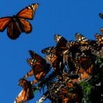 Cada vez peor: la cifra de mariposas monarca sigue en "mínimos históricos"