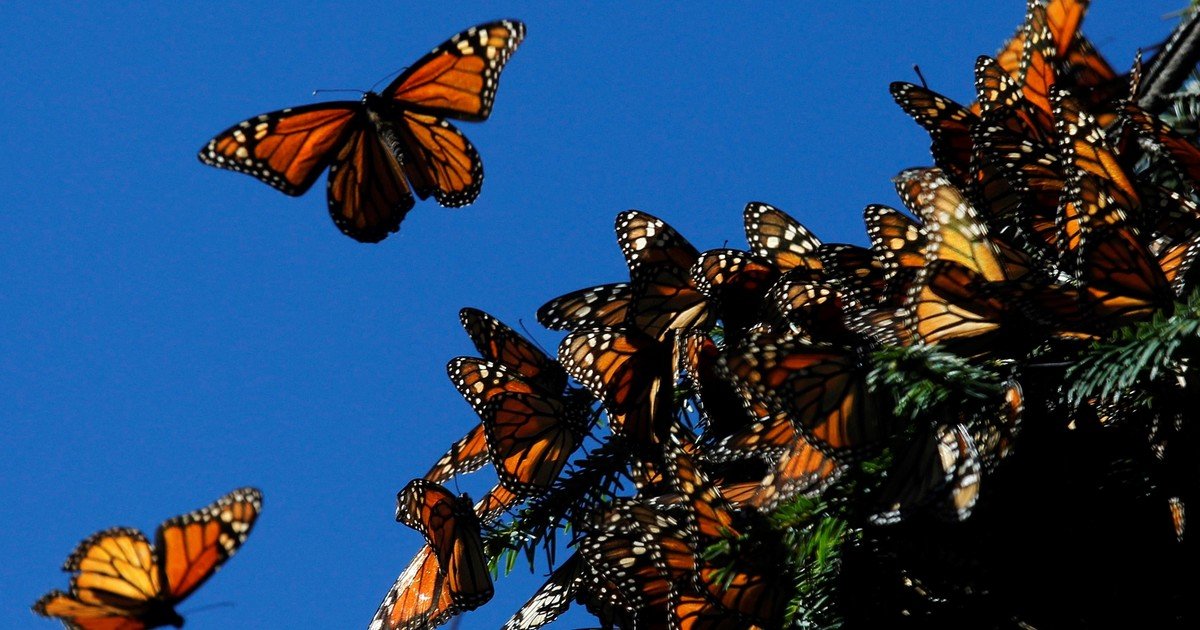 Cada vez peor: la cifra de mariposas monarca sigue en "mínimos históricos"