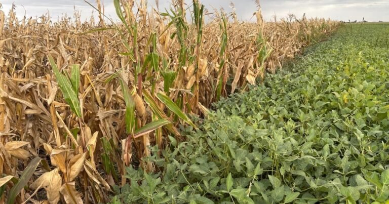 El campo es cíclico y ya pone foco en lo que viene