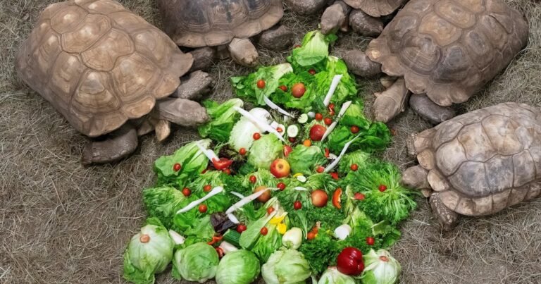 El experimento que desconcertó a los científicos: 500 tortugas en el Sahara, túneles de 10 metros y “bosques” donde antes había arena