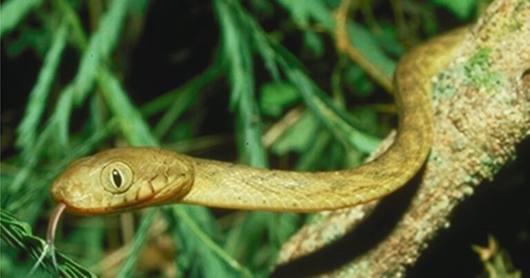 Estados Unidos está utilizando 2.000 ratas a las que se les administra paracetamol para reducir las serpientes invasoras en los bosques y proteger la vida silvestre y la red eléctrica