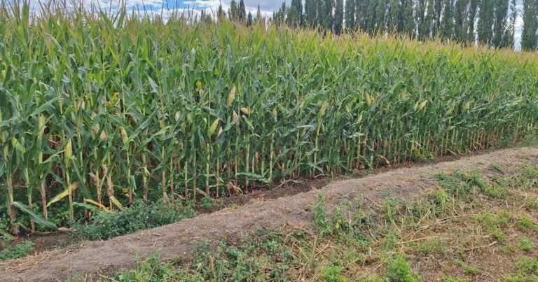 Maíz, riego y carne, el trío patagónico para sumar valor y empleo