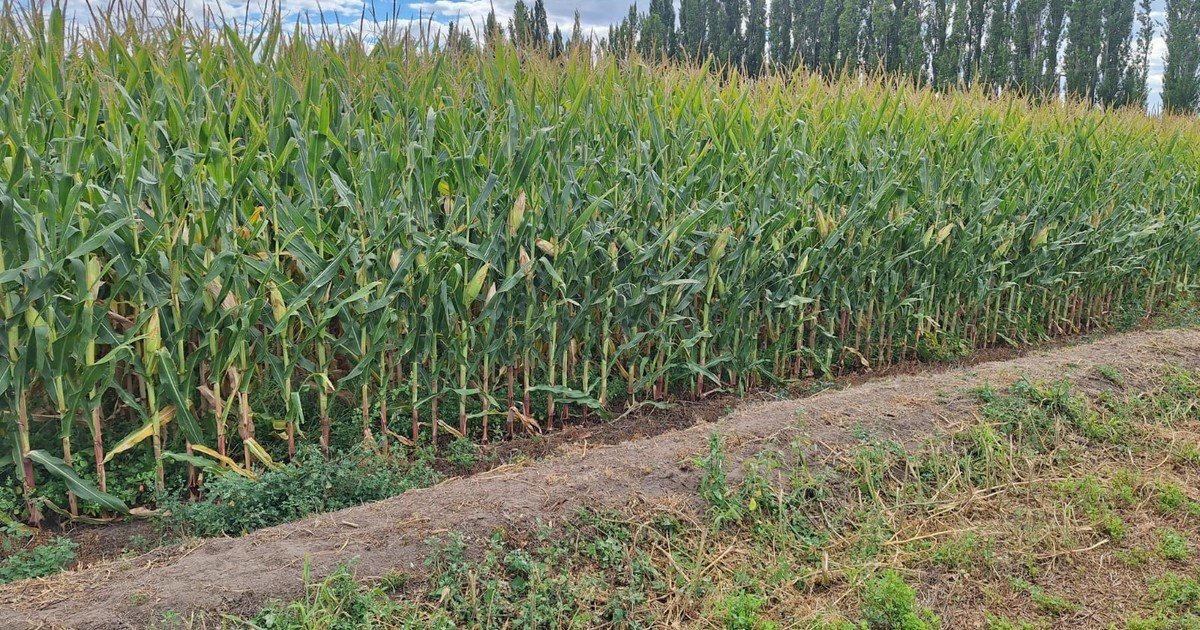 Maíz, riego y carne, el trío patagónico para sumar valor y empleo