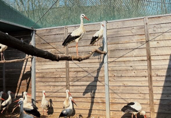El increíble hospital para pájaros donde reciben otra oportunidad de vivir