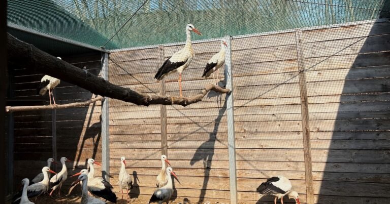El increíble hospital para pájaros donde reciben otra oportunidad de vivir