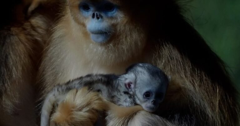 Por primera vez en la historia nació un mono dorado fuera de Asia