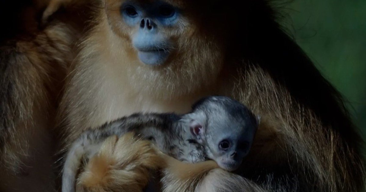 Por primera vez en la historia nació un mono dorado fuera de Asia