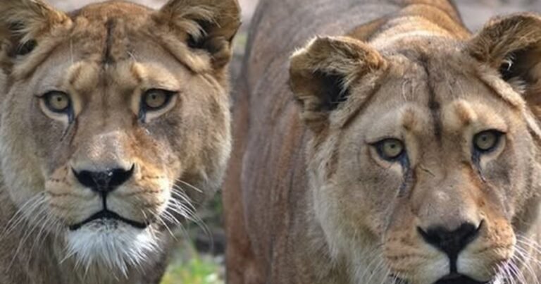 Sacrificaron a dos leonas de una especie extinta en estado salvaje: la explicación del zoológico tras la polémica que surgió en las redes