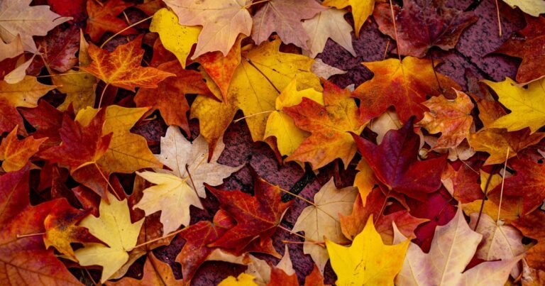 Horóscopo de otoño 2026: predicciones para todos los signos para los próximos 3 meses