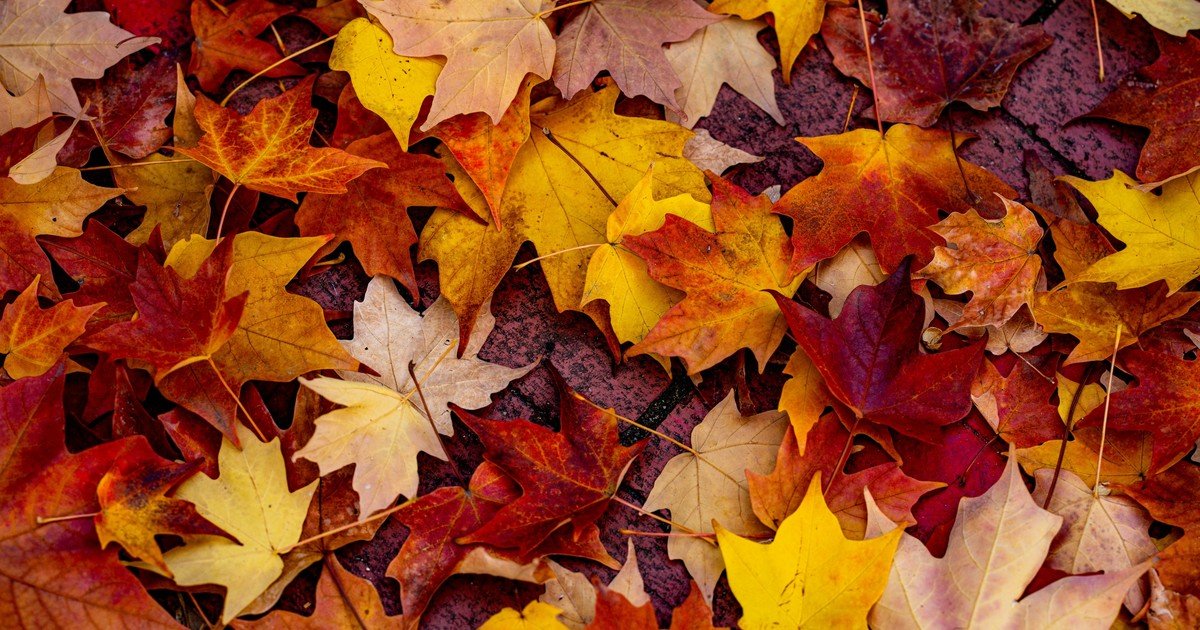 Horóscopo de otoño 2026: predicciones para todos los signos para los próximos 3 meses