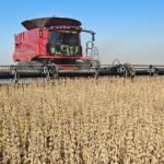 Las razones de la fuerte caída del precio de la soja en el mercado local