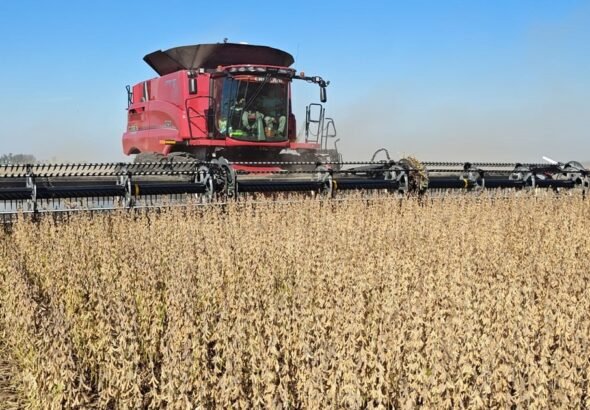 Las razones de la fuerte caída del precio de la soja en el mercado local