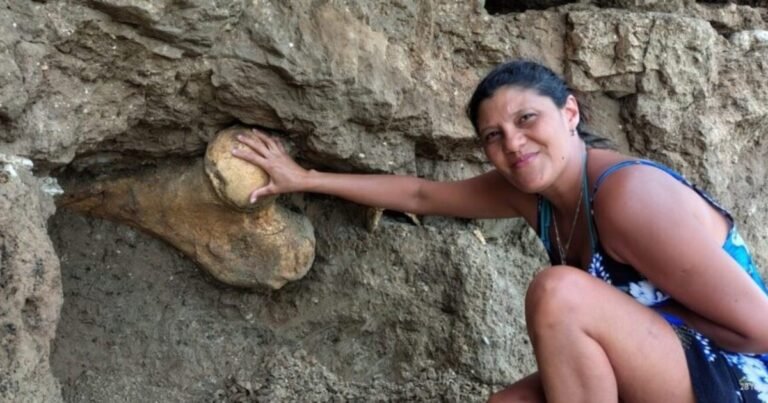 Sorpresa en Santa Clara del Mar: dos turistas que caminaban por la playa encontraron los restos de un gigante prehistórico