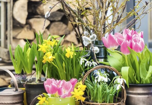 Nunca regales esta planta: atrae el fracaso y las peleas